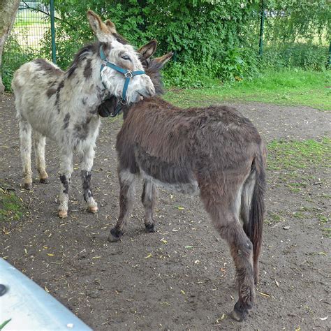 Donkeys At Heslington Tim Green Flickr