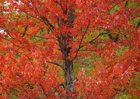 10 Trees To Plant Now For Spectacular Fall Color Next Year