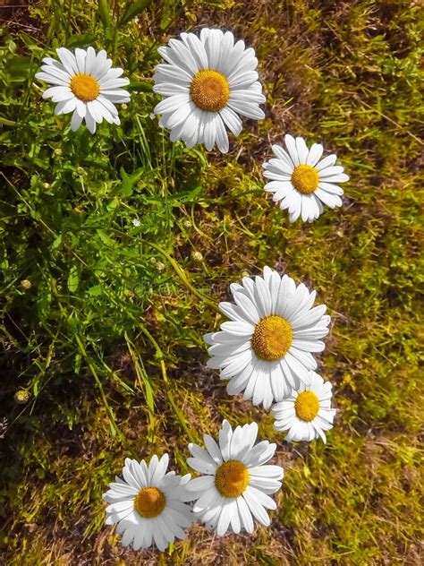 White Daisies Close Up Outdoors On A Sunny Stock Image Image Of Macro