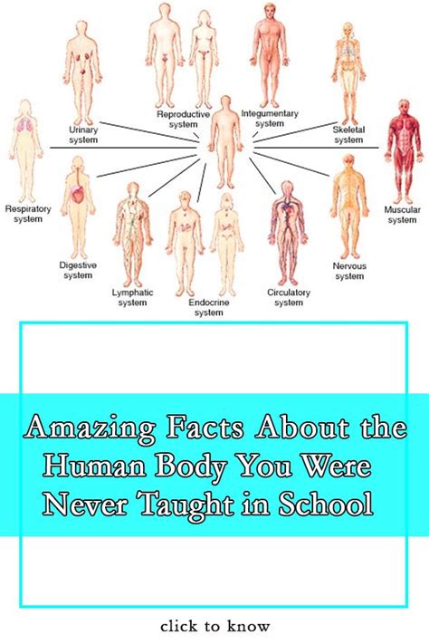 Amazing Facts About The Human Body You Were Never Taught In School