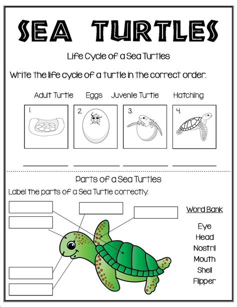 Life Cycle Of A Turtle Worksheets