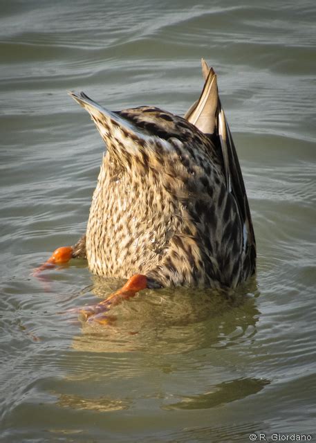 We did not find results for: Upside Down Duck | Flickr - Photo Sharing!