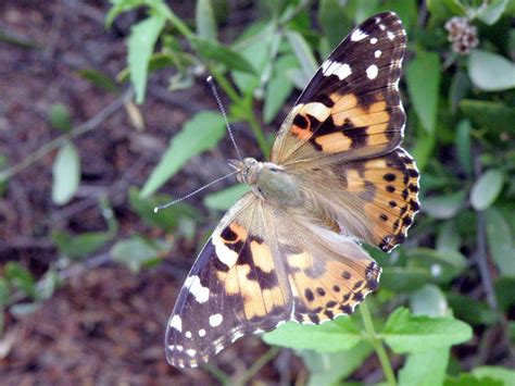 Painted Lady Butterflies Of Point Reyes All Known · Inaturalist