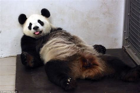 Hao Hao The Panda Gives Birth At Paira Daiza Zoo In Belgium Daily