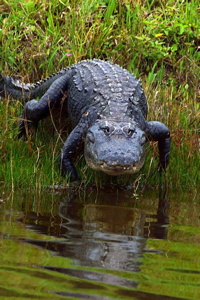 Royalty Free Alligator Pictures Images And Stock Photos Istock