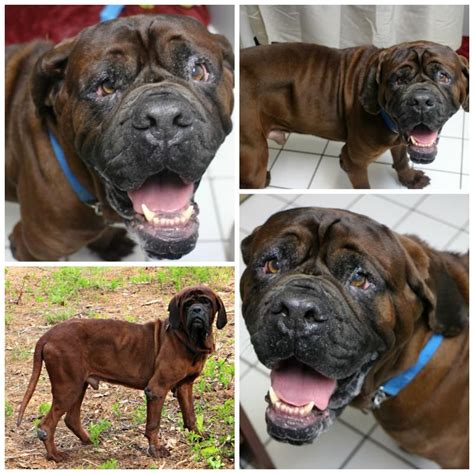 To place adoptable pets into good, permanent homes with. Adopt Ripley on Petfinder | Dog adoption, Ripley, Mastiff dogs