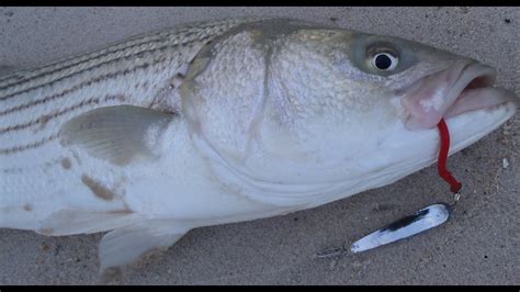 Striped Bass Surfcasting With Tin Lures Youtube