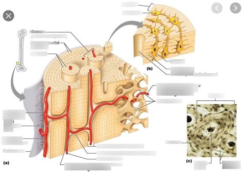 Compact Bone Diagram Doitpoms Tlp Library Structure Of Bone And