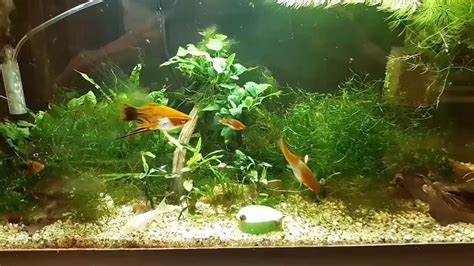 Our 3 Aquariums Youtube