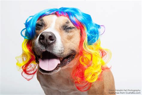 Dog Wig Cat Wig Cushzilla Curly Rainbow Wig For Dogs And Cats