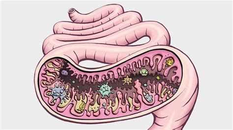 Illustration Of The Gut Microbiota With Images Kids Behavior