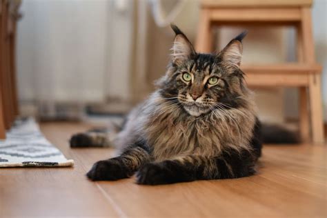 Domesticated Cat Breeds That Are The Largest