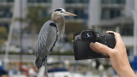 Best Bridge Camera For Birding Expert Picks And Buying Guide 2023