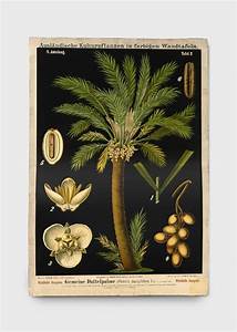 Date Palm Chart Things That Talk