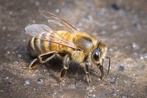 Apis Mellifera European Honeybee Plantwiseplus Knowledge Bank
