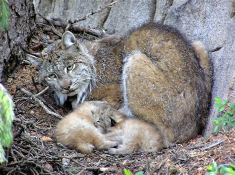 Colorado Lynx Tschenck75 International Society For Endangered Cats