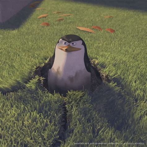 See more ideas about penguins, gif, penguin awareness day. New Zealand Aquarium Makes Naughty And Nice List For ...