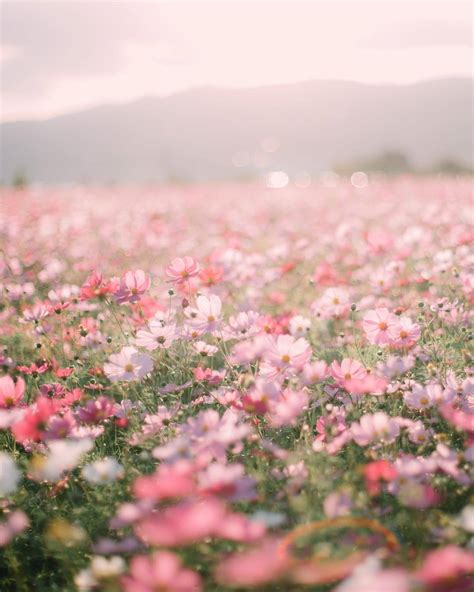 Perfect Wallpaper Aesthetic Flowers You Can Use It Free Of Charge Aesthetic Arena