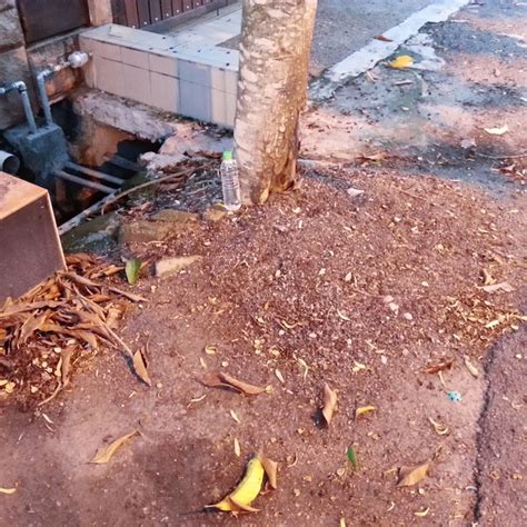 Lepas buat spray diy ni memang tak pening kepala lagi nak cuci kencing dan berak kucing dekat car porch tu. Cara Mudah Elak Kucing Berak Merata - Hafiz Rahim