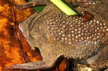 The surinam toad is about 10 to 17 cm (4 to 7. surinam toad -- One of the dresses I pinned on this board ...