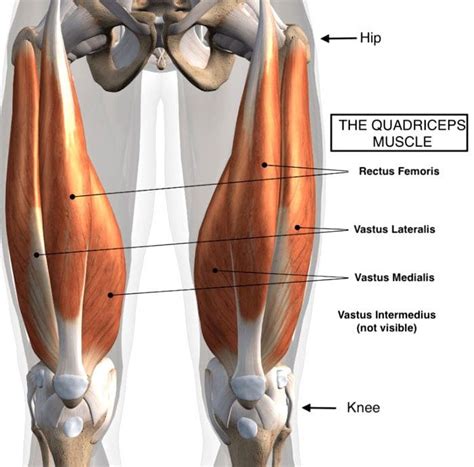 Quadriceps Thigh Strain Chiropractic Chiropractic Scientist