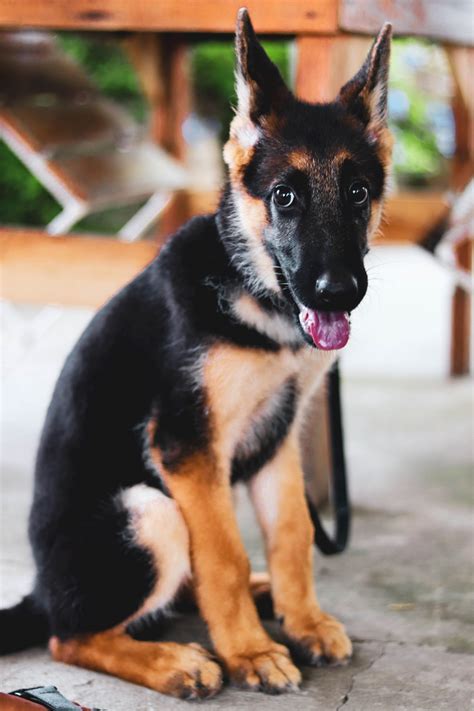 German Shepherd Dog Pros And Cons To Owning One Bark With It