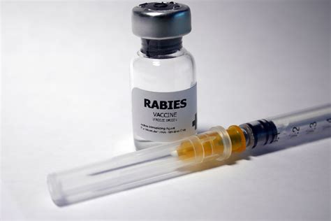 8 Rabies Vaccines Being Offered On Saturday In Mahoning County News Weather Sports
