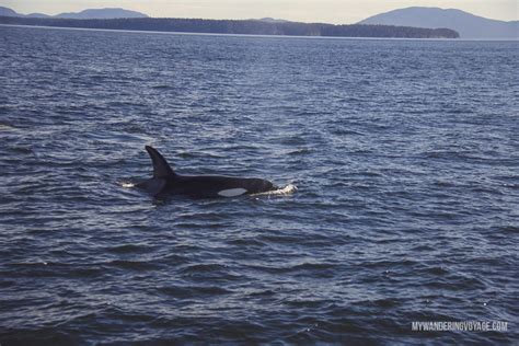 Whale Watching In Victoria Bc My Wandering Voyage