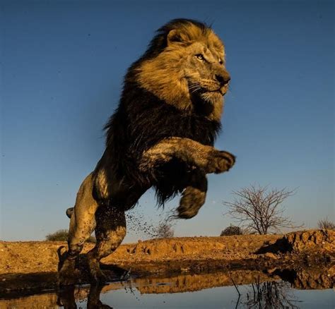 Leaping Lion Lion Photography Majestic Animals Wild Cats