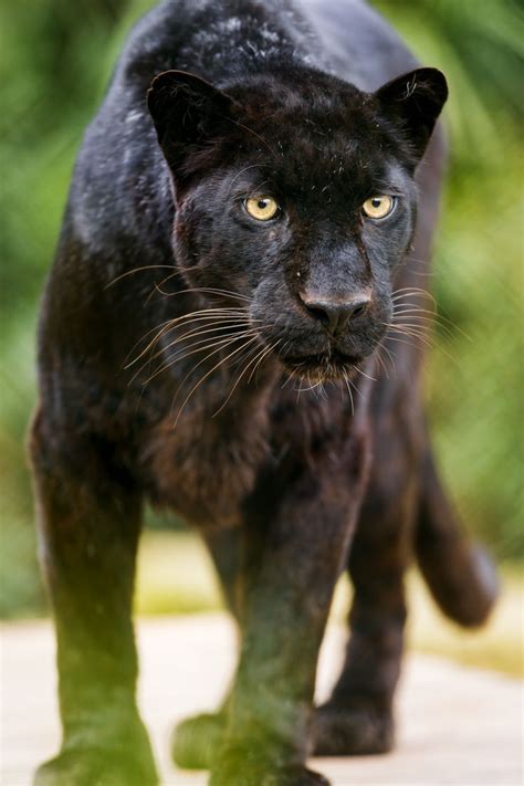 Big Cats Puma Animal Black Majestic Animals Animals