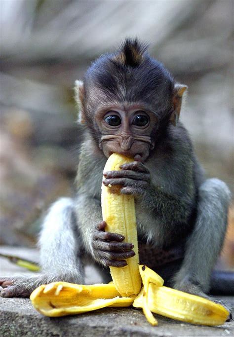 Pin By ANNABELLA On B A N A N A S Eating Bananas Cute Baby Monkey