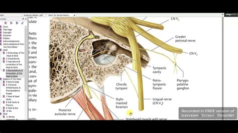 Facial Nerve In Ear 5 Youtube