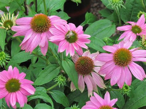 Maybe you would like to learn more about one of these? Perennials are the backbone of the flower garden providing ...