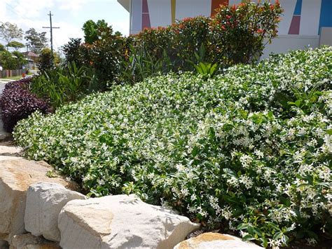 Star Jasmine As Ground Cover Ground Cover Sloped Garden Cool Landscapes