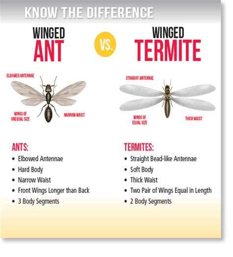 Flying Termites vs Flying Ants | Activ Pest Solutions