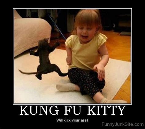 Funny Kung Fu Pictures Funny Kung Fu Kitty