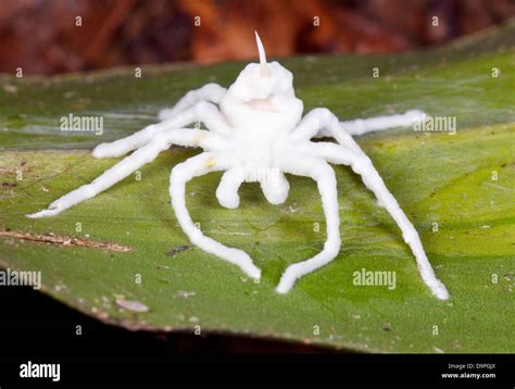 Spider Infected Killed Cordyceps Fungus Fotografías E Imágenes De Alta