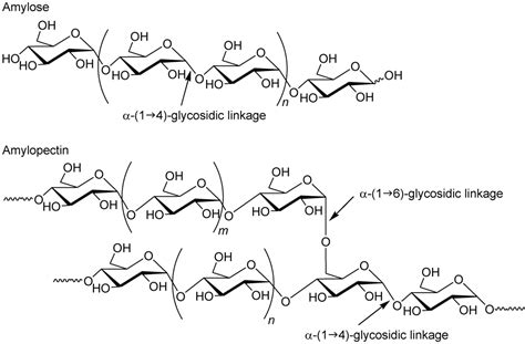 Biochemistry Bonding Between Amylopectin And Amylose Chemistry