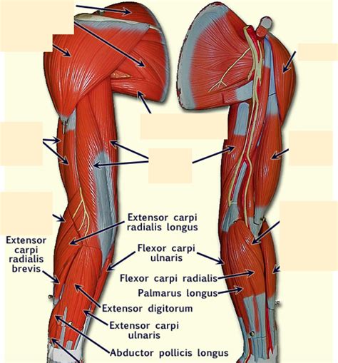 Human Arm Anatomy Diagram Quizlet