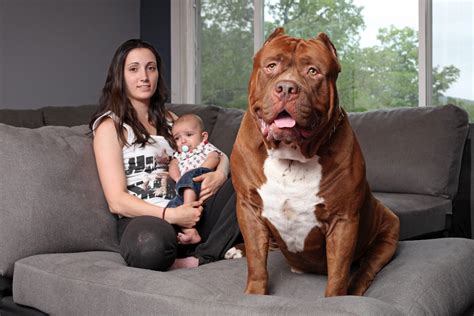 introducing hulk the world s largest pit bull weighing a whopping 173 lbs watch the video