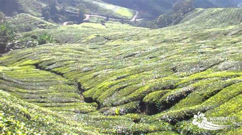 Record and instantly share video messages from your browser. BOH Tea Plantation in Cameron Highlands - YouTube