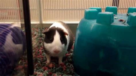 Guinea Pigs At Petsmart Youtube
