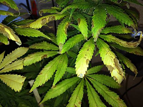 How To Get Rid Of Fungus Gnats For Good Grow Weed Easy