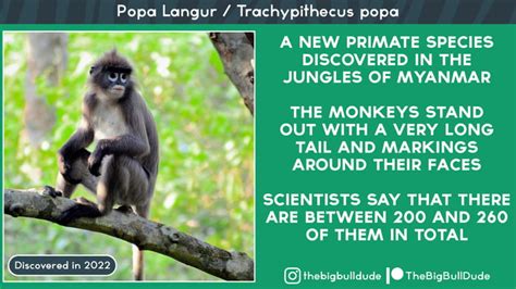 Scientist Discovered A New Species Of Rare Monkeys In Early 2022 9gag
