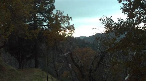 Trees In The San Bernardino Mountains Youtube