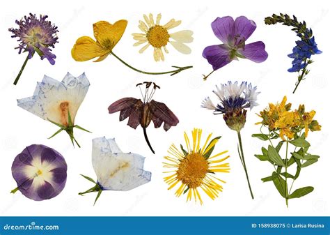 Set Of Pressed Flowers Stock Image Image Of Craft Floral 158938075