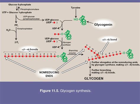 Glycogen Metabolism Ppt Glycogen Metabolism Synthesis Of Glycogen