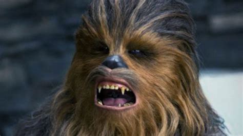 Star Wars Fans Aufgepasst Fotos Von Komplett Rasiertem Chewbacca