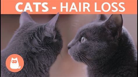 Why Is My Cat Losing Hair Molting And Other Explanations Youtube