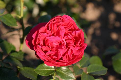 Red Eden Roseeric Tabarly Red Pierre Und Andere Rosen Kaufen Sie